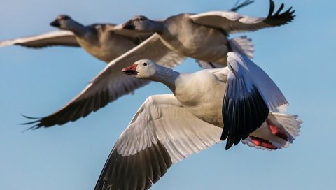 Обои полет, птицы, на природе, гуси, snow geese, пернатые, flight, birds, nature, geese разрешение 1920x1200 Загрузить