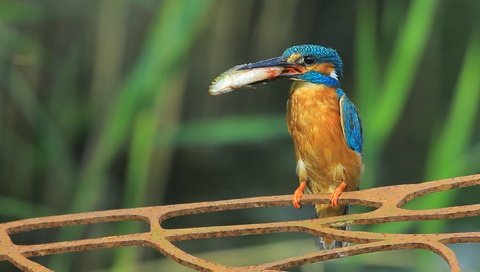 Обои птица, клюв, рыба, зимородок, bird, beak, fish, kingfisher разрешение 2598x1524 Загрузить