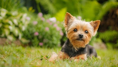 Обои взгляд, собака, йорк, йоркширский терьер, look, dog, york, yorkshire terrier разрешение 4272x2648 Загрузить