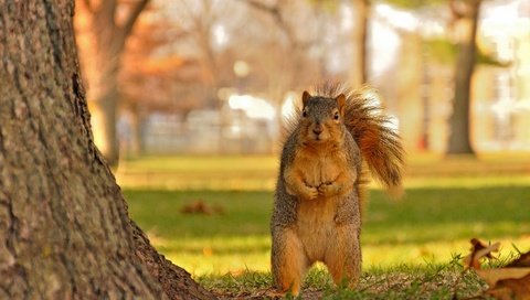 Обои листья, осень, рыжая, животное, белка, грызун, leaves, autumn, red, animal, protein, rodent разрешение 2880x1920 Загрузить