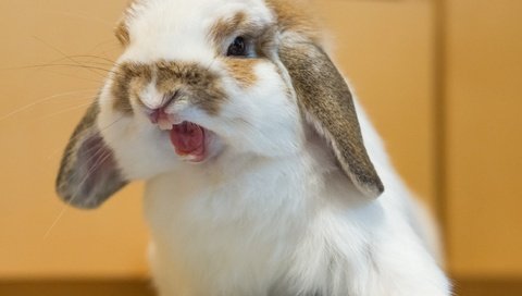 Обои пушистый, кролик, животное, fluffy, rabbit, animal разрешение 2560x1920 Загрузить