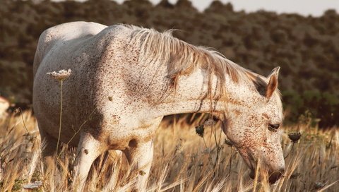 Обои лошадь, природа, лето, конь, horse, nature, summer разрешение 2047x1211 Загрузить