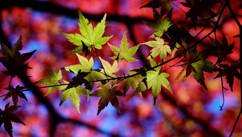 Обои природа, листья, макро, осень, тени, веточки, nature, leaves, macro, autumn, shadows, twigs разрешение 6000x4000 Загрузить