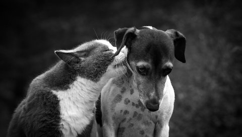 Обои кот, кошка, чёрно-белое, собака, дружба, друзья, cat, black and white, dog, friendship, friends разрешение 2048x1355 Загрузить