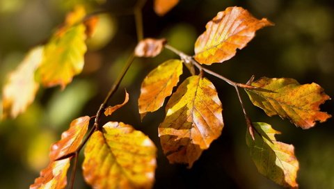 Обои природа, листья, осень, nature, leaves, autumn разрешение 1920x1200 Загрузить