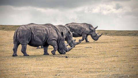 Обои природа, животные, носорог, носороги, nature, animals, rhino, rhinos разрешение 2048x1365 Загрузить