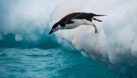 Обои вода, прыжок, птица, пингвин, льдина, water, jump, bird, penguin, floe разрешение 2560x1600 Загрузить