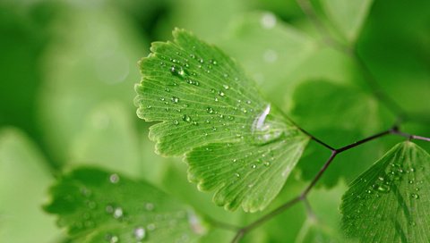 Обои вода, природа, макро, фон, капли, зеленые листья, мокрое, water, nature, macro, background, drops, green leaves, wet разрешение 1920x1200 Загрузить