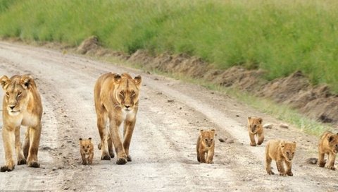 Обои прогулка, львы, семейство, walk, lions, family разрешение 1920x1080 Загрузить