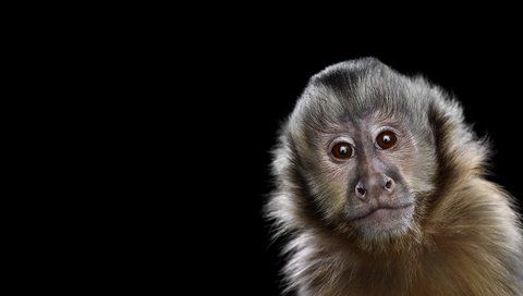 Обои фон, мордочка, взгляд, черный фон, обезьяна, capuchin monkey, капуцин, background, muzzle, look, black background, monkey разрешение 1920x1288 Загрузить