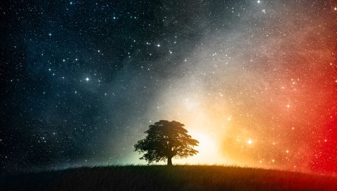 Обои небо, трава, природа, дерево, звезды, поле, the sky, grass, nature, tree, stars, field разрешение 1920x1200 Загрузить