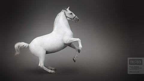 Обои лошадь, белый, конь, вид сбоку, horse, white, side view разрешение 1920x1200 Загрузить