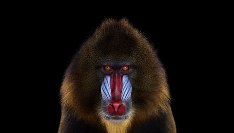 Обои фон, взгляд, обезьяна, мандрил, background, look, monkey, mandrill разрешение 1920x1288 Загрузить