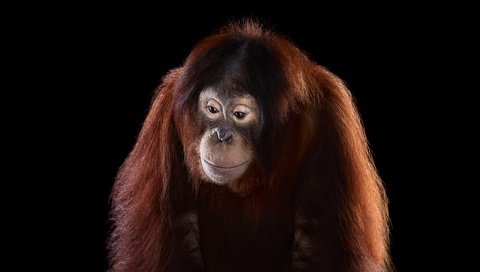 Обои фон, взгляд, обезьяна, орангутан, background, look, monkey, orangutan разрешение 1920x1288 Загрузить