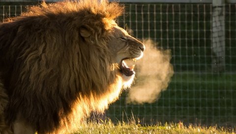 Обои хищник, лев, львёнок, животно е, cold air, yorkshire wildlife park, predator, leo, lion, animals разрешение 1920x1200 Загрузить