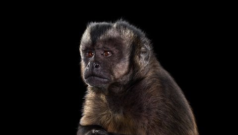 Обои фон, взгляд, черный фон, обезьяна, примат, capuchin monkey, капуцин, background, look, black background, monkey, the primacy of разрешение 1920x1288 Загрузить