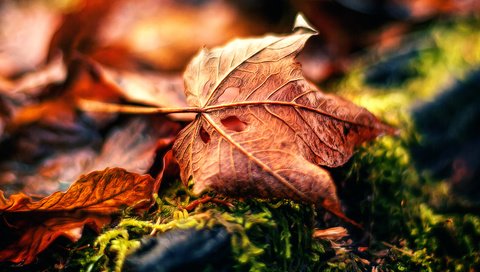Обои природа, макро, осень, обработка, лист, fading away, nature, macro, autumn, treatment, sheet разрешение 3276x2184 Загрузить