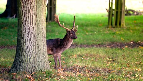 Обои трава, дерево, олень, ствол, рога, оленей, осенние листья, grass, tree, deer, trunk, horns, autumn leaves разрешение 2048x1221 Загрузить