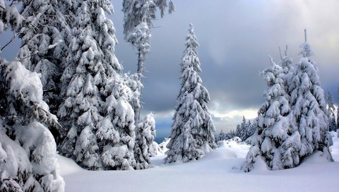 Обои деревья, снег, зима, германия, harz national park, национальный парк гарц, trees, snow, winter, germany, the harz national park разрешение 2048x1230 Загрузить