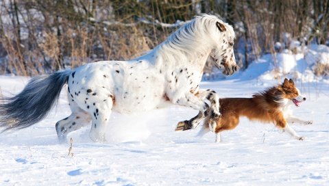 Обои лошадь, снег, природа, зима, собака, конь, бег, бордер-колли, cобака, horse, snow, nature, winter, dog, running, the border collie разрешение 4288x2063 Загрузить