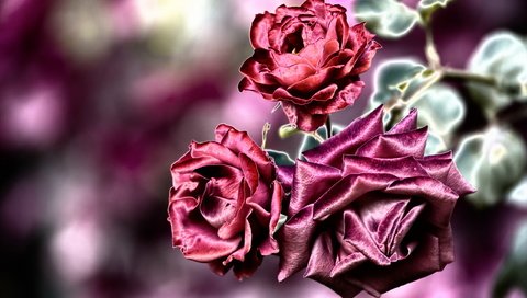 Обои цветы, фон, розы, flowers, background, roses разрешение 2560x1681 Загрузить