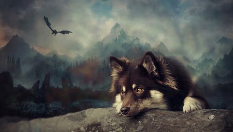 Обои арт, собака, финский лаппхунд, art, dog, finnish lapphund разрешение 3249x1959 Загрузить