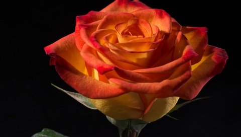 Обои макро, роза, лепестки, macro, rose, petals разрешение 3000x1838 Загрузить
