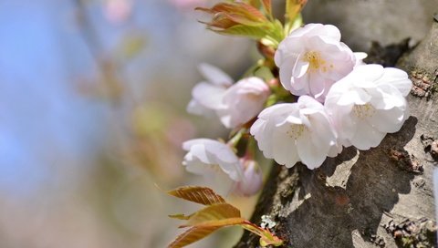 Обои дерево, весна, вишня, сакура, tree, spring, cherry, sakura разрешение 2048x1356 Загрузить