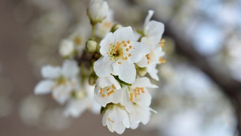 Обои природа, цветение, макро, весна, боке, nature, flowering, macro, spring, bokeh разрешение 6016x4000 Загрузить