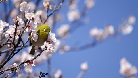 Обои дерево, птица, весна, белоглазка, tree, bird, spring, white-eyed разрешение 2048x1356 Загрузить