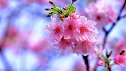 Обои ветка, весна, сакура, branch, spring, sakura разрешение 2048x1365 Загрузить