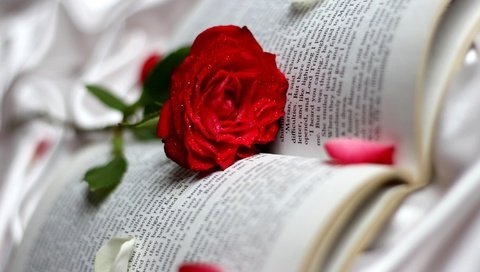 Обои цветок, роза, книга, flower, rose, book разрешение 1920x1080 Загрузить