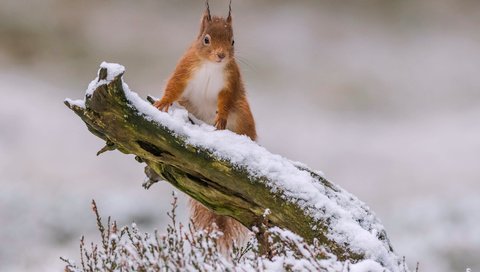 Обои снег, зима, рыжая, белка, зверек, коряга, белочка, грызун, snow, winter, red, protein, animal, snag, squirrel, rodent разрешение 3600x2571 Загрузить