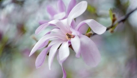 Обои цветы, лепестки, весна, розовый, нежность, боке, магнолия, flowers, petals, spring, pink, tenderness, bokeh, magnolia разрешение 2048x1365 Загрузить