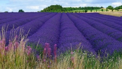 Обои цветы, пейзаж, поле, лаванда, фиолетовые, flowers, landscape, field, lavender, purple разрешение 2560x1600 Загрузить
