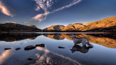 Обои озеро, grasmere lake, горы, отражение, собака, англия, хаски, озеро грасмир, камбрия, lake, mountains, reflection, dog, england, husky, lake grasmere, cumbria разрешение 2048x1366 Загрузить