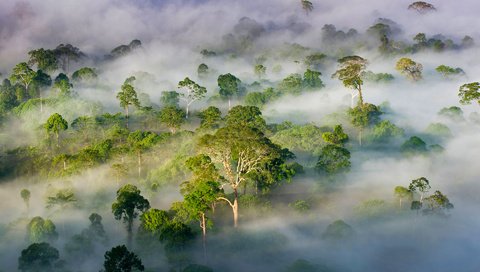 Обои деревья, лес, туман, малайзия, штат сабах, trees, forest, fog, malaysia, sabah разрешение 1920x1200 Загрузить