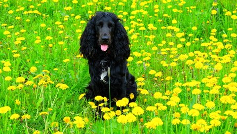Обои цветы, поле, собака, одуванчики, спаниель, кокер-спаниель, черная собака, flowers, field, dog, dandelions, spaniel, cocker spaniel, black dog разрешение 4896x3264 Загрузить