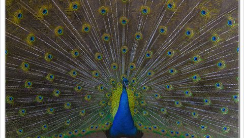 Обои птица, павлин, расцветка, животно е, перья павлина, зоо, bird, peacock, colors, animals, peacock feathers, zoo разрешение 2048x1391 Загрузить