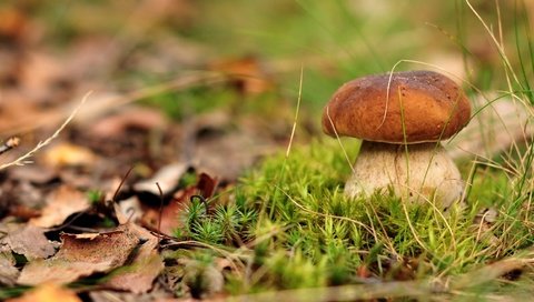 Обои гриб, мох, белый гриб, mushroom, moss, white mushroom разрешение 2500x1660 Загрузить