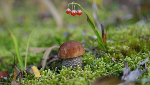 Обои гриб, мох, боровик, крепыш, mushroom, moss, borovik, burly разрешение 2232x1484 Загрузить