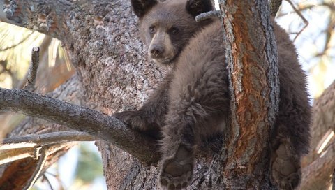 Обои дерево, медведь, мишка, медвежонок, милый, tree, bear, cute разрешение 2048x1364 Загрузить