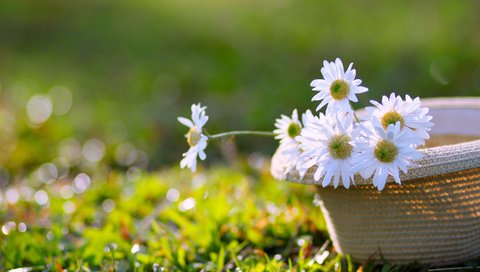 Обои цветы, трава, ромашки, белые, шляпа, боке, flowers, grass, chamomile, white, hat, bokeh разрешение 2835x1890 Загрузить