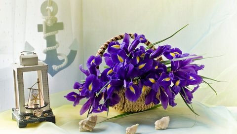 Обои ракушки, корзинка, ирисы, якорь, shell, basket, irises, anchor разрешение 1920x1263 Загрузить