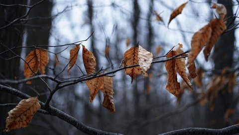 Обои дерево, листья, ветки, осень, сухие, tree, leaves, branches, autumn, dry разрешение 2880x1920 Загрузить