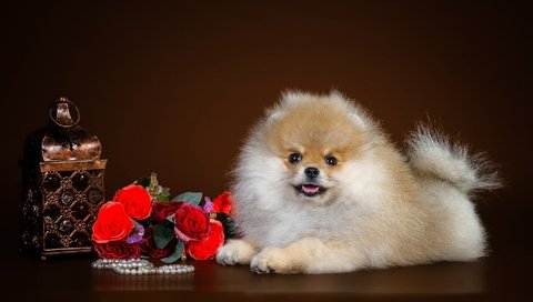 Обои щенок, милый, шпиц, puppy, cute, spitz разрешение 2800x1785 Загрузить