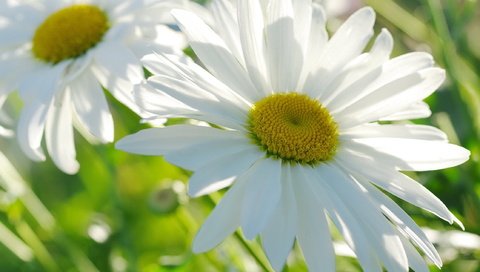 Обои свет, макро, лепестки, ромашки, light, macro, petals, chamomile разрешение 2232x1484 Загрузить