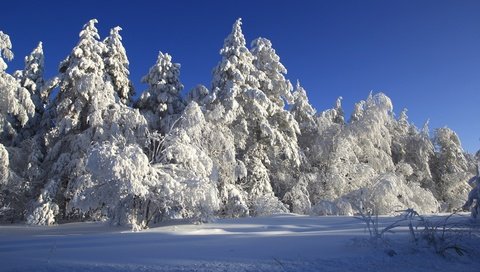 Обои деревья, снег, зима, сказка, trees, snow, winter, tale разрешение 2400x1600 Загрузить