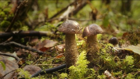 Обои лес, грибы, паучок, forest, mushrooms, spider разрешение 1960x1086 Загрузить