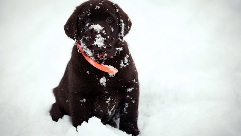 Обои снег, взгляд, собака, друг, snow, look, dog, each разрешение 2560x1709 Загрузить